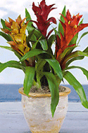 plants