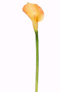 Silk Stems Flowers
